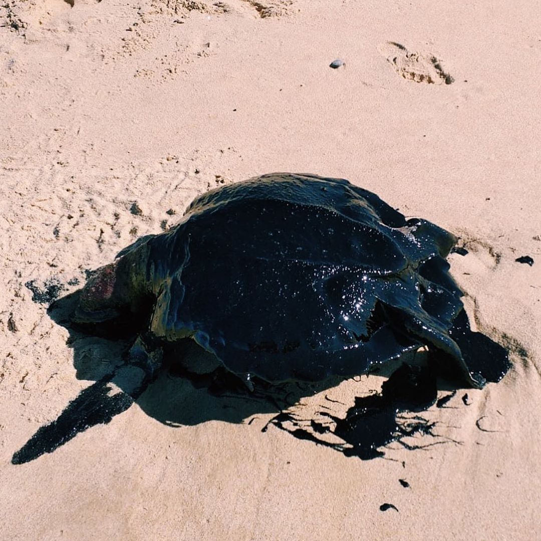 Vazamento a partir de navio é hipótese mais provável para contaminação em praias do Nordeste