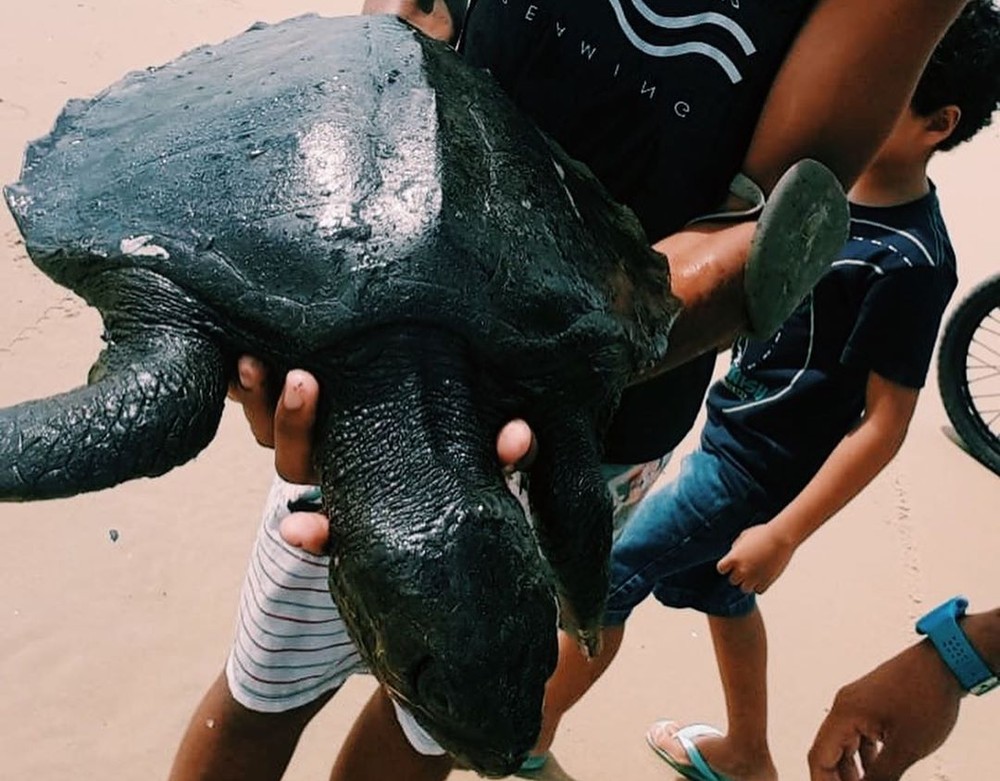 Tartaruga marinha atingida pelo óleo em praia do Ceará / Foto: Instituto Verdeluz