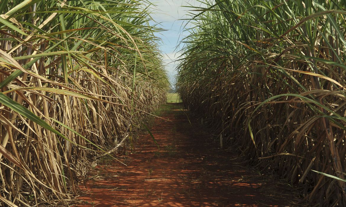 Plantação de cana-de-açúcar