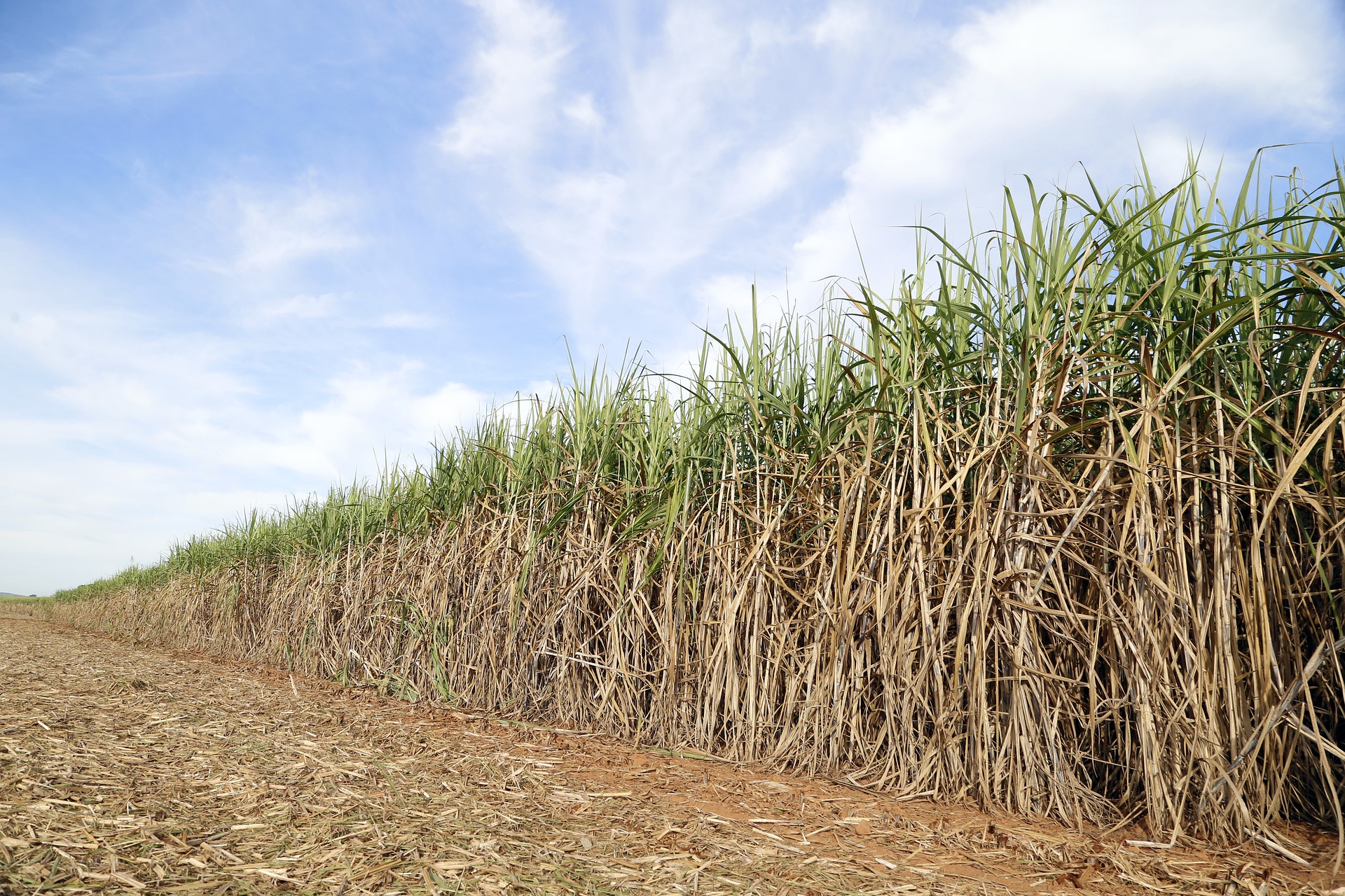 O setor sucroalcooleiro está de olho na blockchain como estratégia para determinar a sustentabilidade da produção