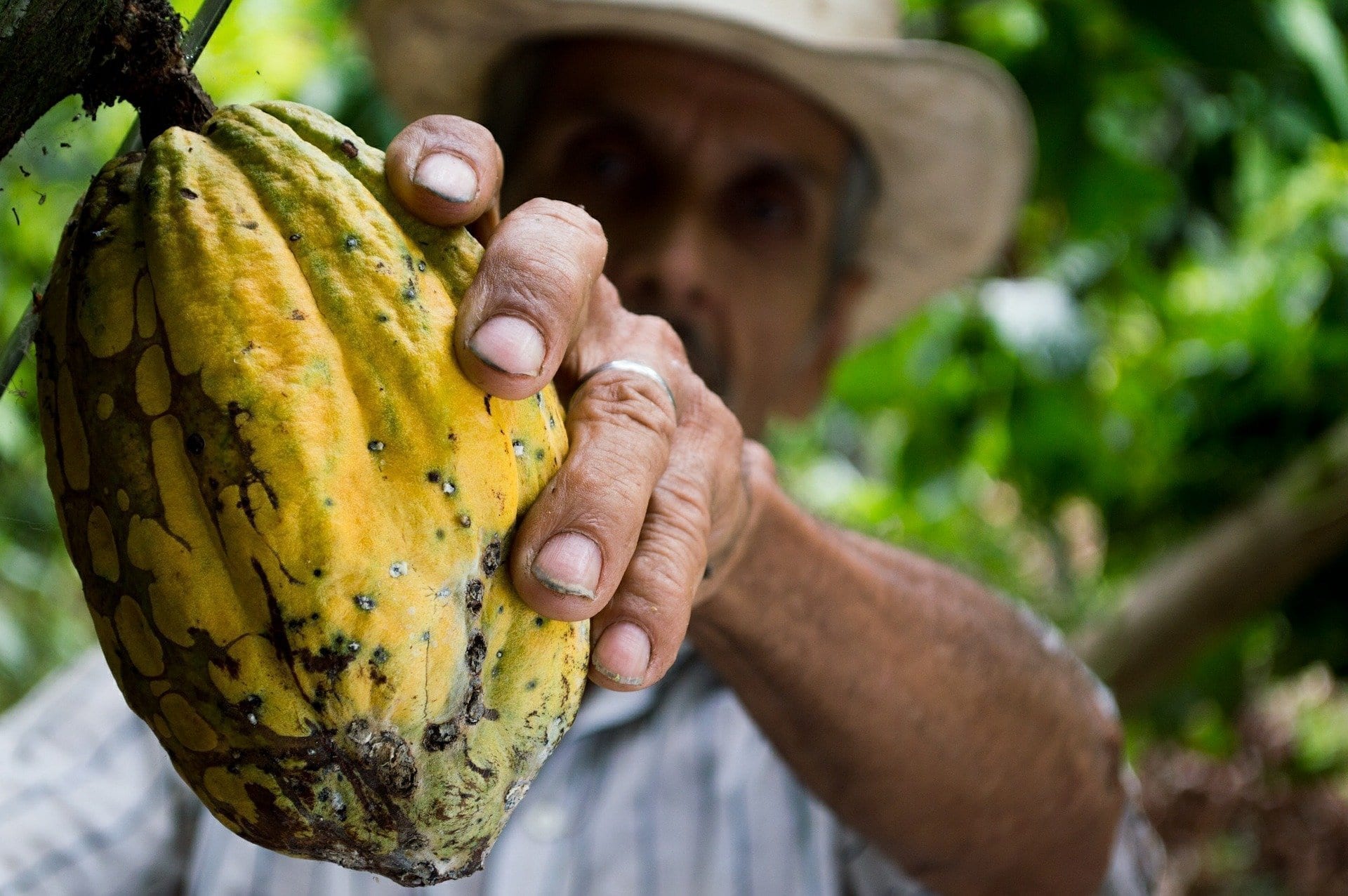 Nestlé investe em rastreabilidade de insumos para mitigar riscos ambientais e sociais