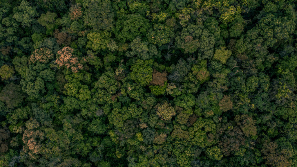 Mercado de carbono é forma mais rápida de financiar soluções verdes, diz Suzano