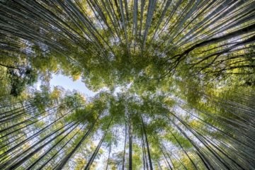 Países podem explorar capital natural para superar exposição à transição e viabilizar mercado de carbono; Brasil é um deles. Na imagem: Floresta de bambus vista de baixo para cima. Mercado voluntário de carbono é uma oportunidade para levar recursos e desenvolvimento econômico de baixo carbono a países que abrigam florestas tropicais (Foto: Thanapat Pirmphol/Pixabay)