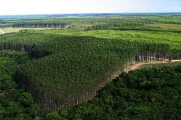 Empresários colocam mercado de carbono na agenda de presidenciáveis