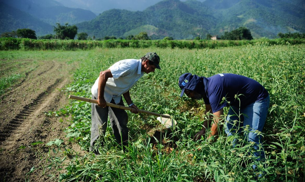 Deputados aprovam PL 6095/19 que amplia isenção de PIS/Cofins para agricultura familiar. Na imagem, colheita de pequenos produtores rurais