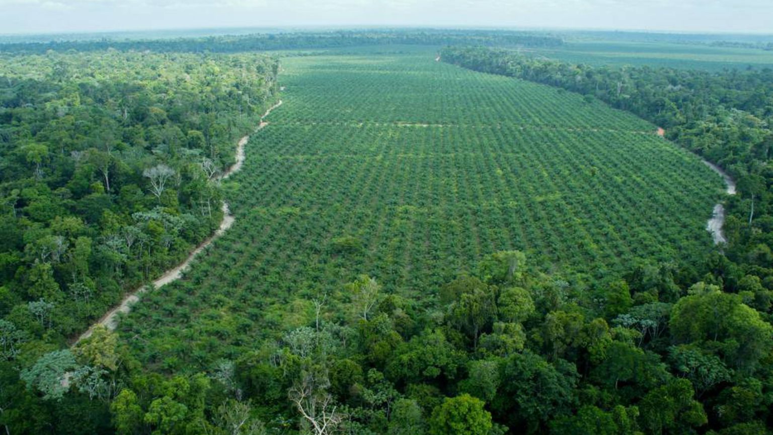 Voando alto com bioQAV e desmatamento zero. Na imagem, cultivo da palmeira do dendê, para produção de óleo de palma, em fazenda da Agropalma