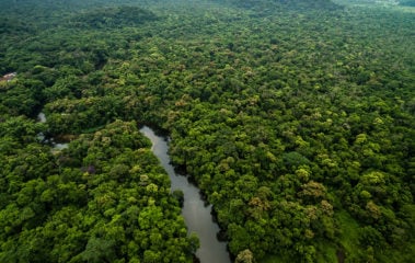 Na imagem: Vista aérea de curso de rio em região de reflorestamento da BBF na Amazônia com plantio da palma de óleo, que adapta-se perfeitamente à região amazônica (Foto: Divulgação)