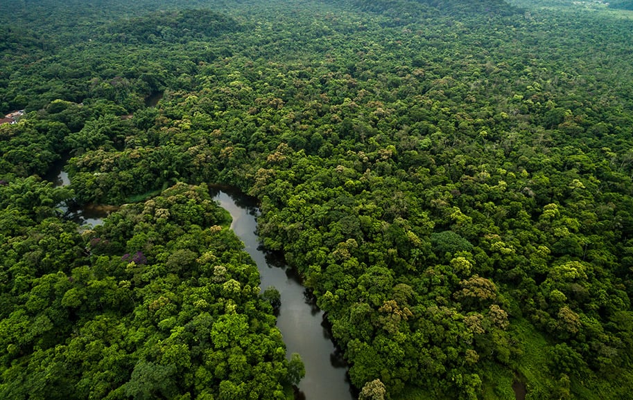 Na imagem: Vista aérea de curso de rio em região de reflorestamento da BBF na Amazônia com plantio da palma de óleo, que adapta-se perfeitamente à região amazônica (Foto: Divulgação)