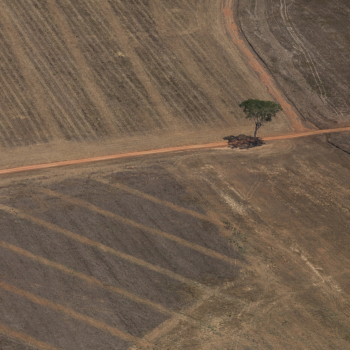 Seeg Municípios: Agro é principal emissor em 67% dos municípios brasileiros. Na imagem: Foto aérea de área preparada para monocultura ou pecuária, próxima a Porto Velho; em 07 de agosto de 2020 (Foto: Bruno Kelly/Amazônia Real)