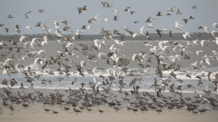 As características da normativa estadual para produção de hidrogênio verde do estado do Ceará. Na imagem, revoada de aves migratórias na reserva Cururupu (Foto: Danielle Paludoa/ICMBio)