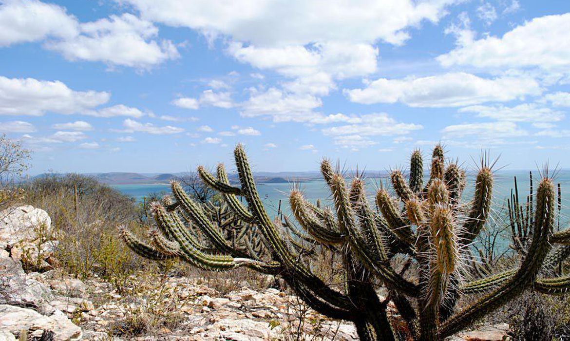 Crédito de carbono da Caatinga, marco para CCUS e subsídio para hidrogênio na UE. Na imagem, Caatinga (Foto: Grabriel Carvalho/Setur-BA)