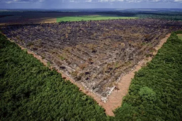 Desmatamento na Amazônia empata em julho, mostram os dados do Inpe. Na imagem, desmatamento ilegal, na região da Amazônia Legal (Foto: Mayke Toscano/Gcom-MT)