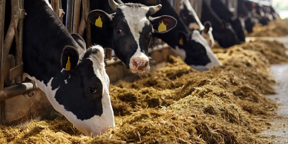 Brasil pode ser mais ambicioso no corte das emissões de metano. Na imagem, gado nas cores branco e preto se alimentando de silagem (Foto: Divulgação)