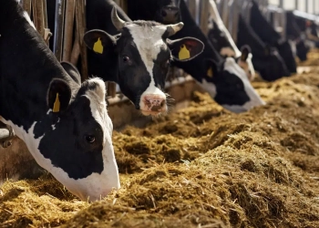 Brasil pode ser mais ambicioso no corte das emissões de metano. Na imagem, gado nas cores branco e preto se alimentando de silagem (Foto: Divulgação)