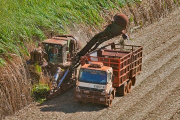 Recuperação do mercado de etanol depende de clima e decisões políticas, diz consultoria hEDGEpoint. Na imagem: Caminhão e máquina agrícola operam em plantio de cana-de-açúcar (Foto: Tadeu Fessel/Cortesia Unica)