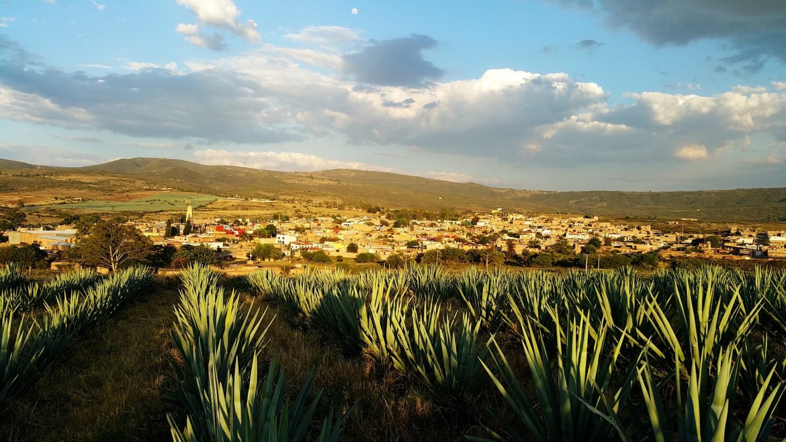 Projeto Brave: Shell e Cimatec apostam na bioenergia do agave no sertão brasileiro. Na imagem: Cultivo de agave, planta de origem mexicana, do tipo suculenta com alto teor de açúcar (Foto: German Lopez/Pixabay)