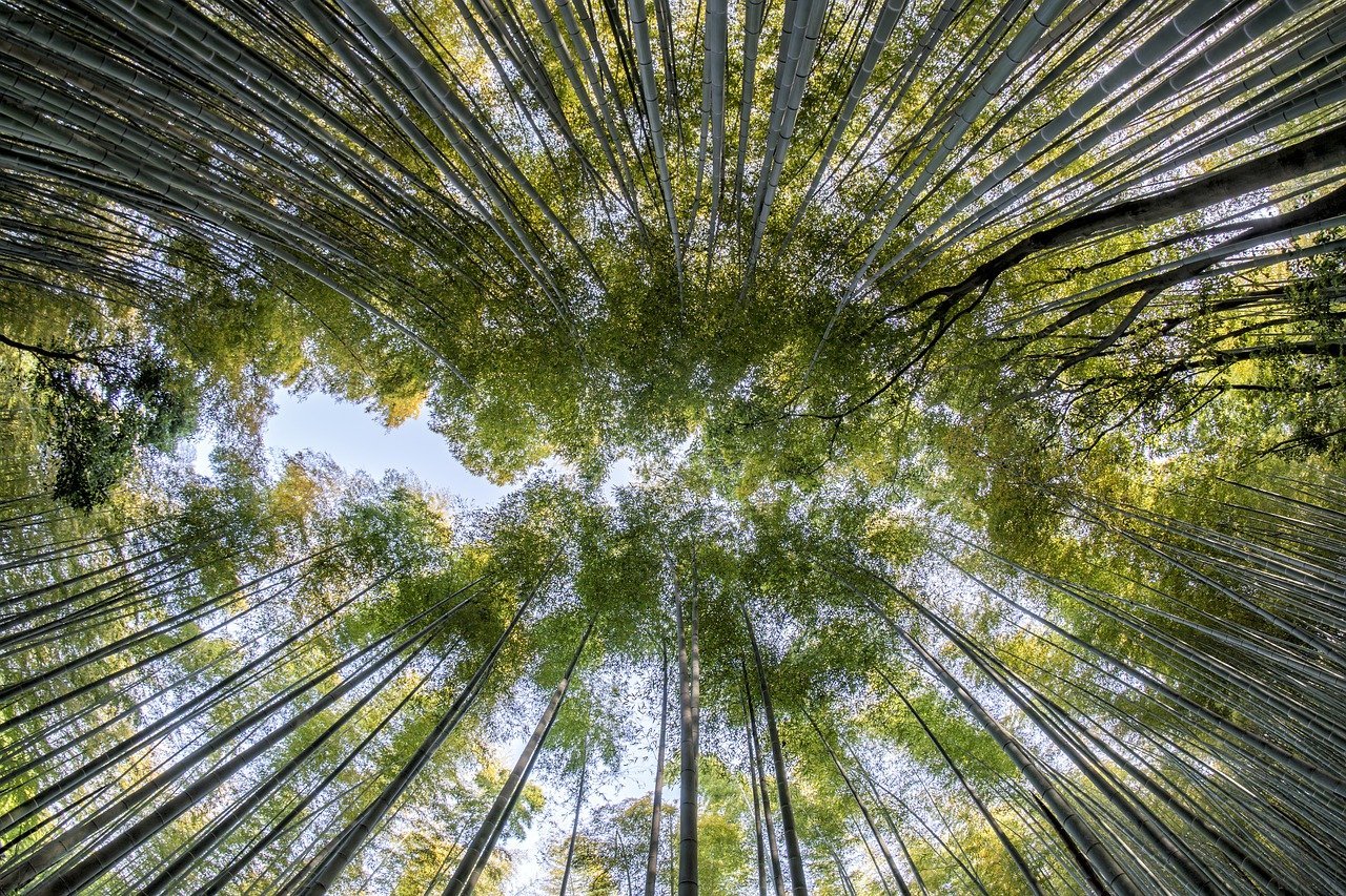 Precificação do carbono rendeu quase US$ 100 bi em receitas em 2022, aponta Banco Mundial. Na imagem: Floresta de bambus vista de baixo para cima (Foto: Thanapat Pirmphol/Pixabay)