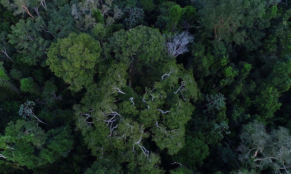 Floresta amazônica vista de cima (Foto Divulgação)