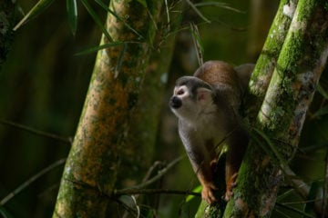 Equador avalia se vai continuar ou não exploração de petróleo no Parque Yasuní, uma das maiores biodiversidades da Amazônia. Na imagem: Macaco-de-cheiro sobre galho de bambu na reserva da biosfera do Yasuní, no Equador, um dos lugares mais biodiversos do planeta (Foto: Flor Ruiz/Diálogo Chino)