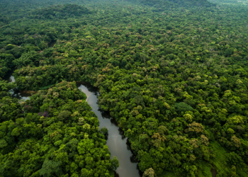 Nova lei de concessões florestais públicas diversifica as possiblidades para a geração de créditos de carbono. Na imagem: Vista aérea de curso de rio em região de reflorestamento da BBF na Amazônia com plantio da palma de óleo, que adapta-se perfeitamente à região amazônica (Foto: Divulgação)