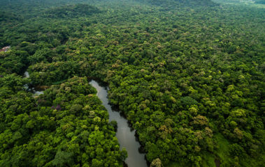 Nova lei de concessões florestais públicas diversifica as possiblidades para a geração de créditos de carbono. Na imagem: Vista aérea de curso de rio em região de reflorestamento da BBF na Amazônia com plantio da palma de óleo, que adapta-se perfeitamente à região amazônica (Foto: Divulgação)