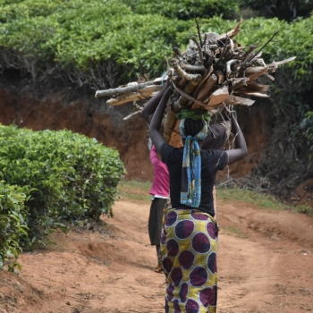 Pobreza energética abriga 389 milhões de mulheres a catar biomassa, como lenha, para consumo doméstico. Na imagem: Duas mulheres negras africanas carregam um grosso feixe de lenha sobre as cabeças (Foto: Michael Mallya/Pixabay)