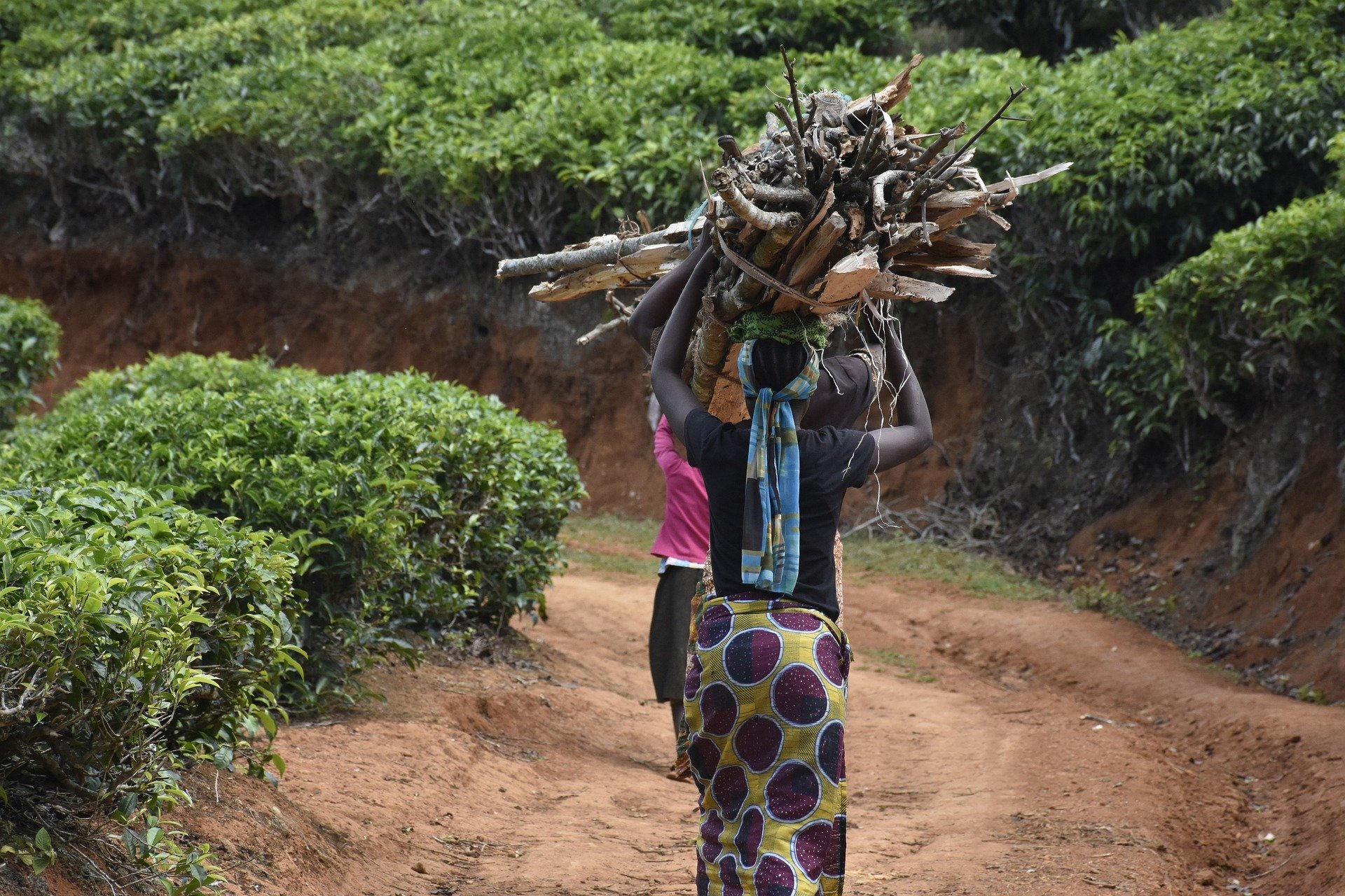 Pobreza energética abriga 389 milhões de mulheres a catar biomassa, como lenha, para consumo doméstico. Na imagem: Duas mulheres negras africanas carregam um grosso feixe de lenha sobre as cabeças (Foto: Michael Mallya/Pixabay)