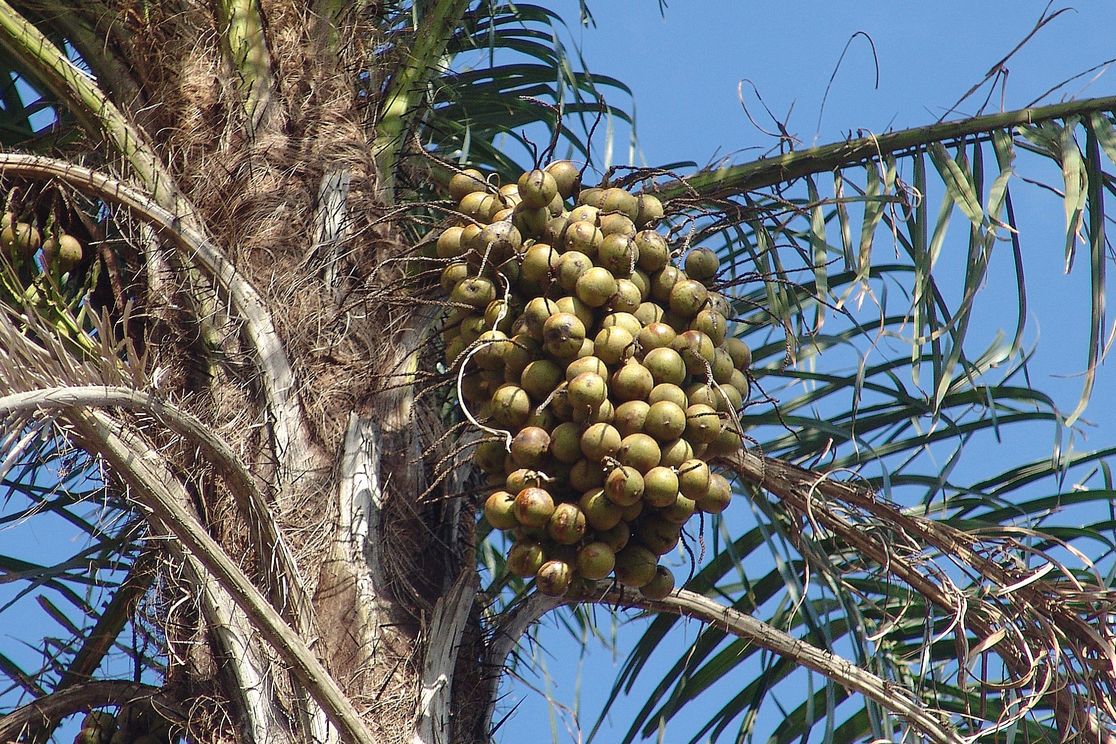 Governo federal publica portaria que atualiza regulamentação de novas regas do Selo Biocombustível Social em seus contratos com a agricultura familiar. Na imagem: Cultivo da Macaúba (Foto: José Reynaldo da Fonsec/One Work/Wiki Commons)