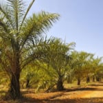 Governo federal assina portaria que permite a celebração de contratos pelas nova regras do Selo Biocombustível Social. Na imagem: Macaúba mantida pela Embrapa Cerrados em seu banco ativo de germoplasma com mais de 105 cultivares da espécie (Foto: Zineb Benchekchou/Embrapa)