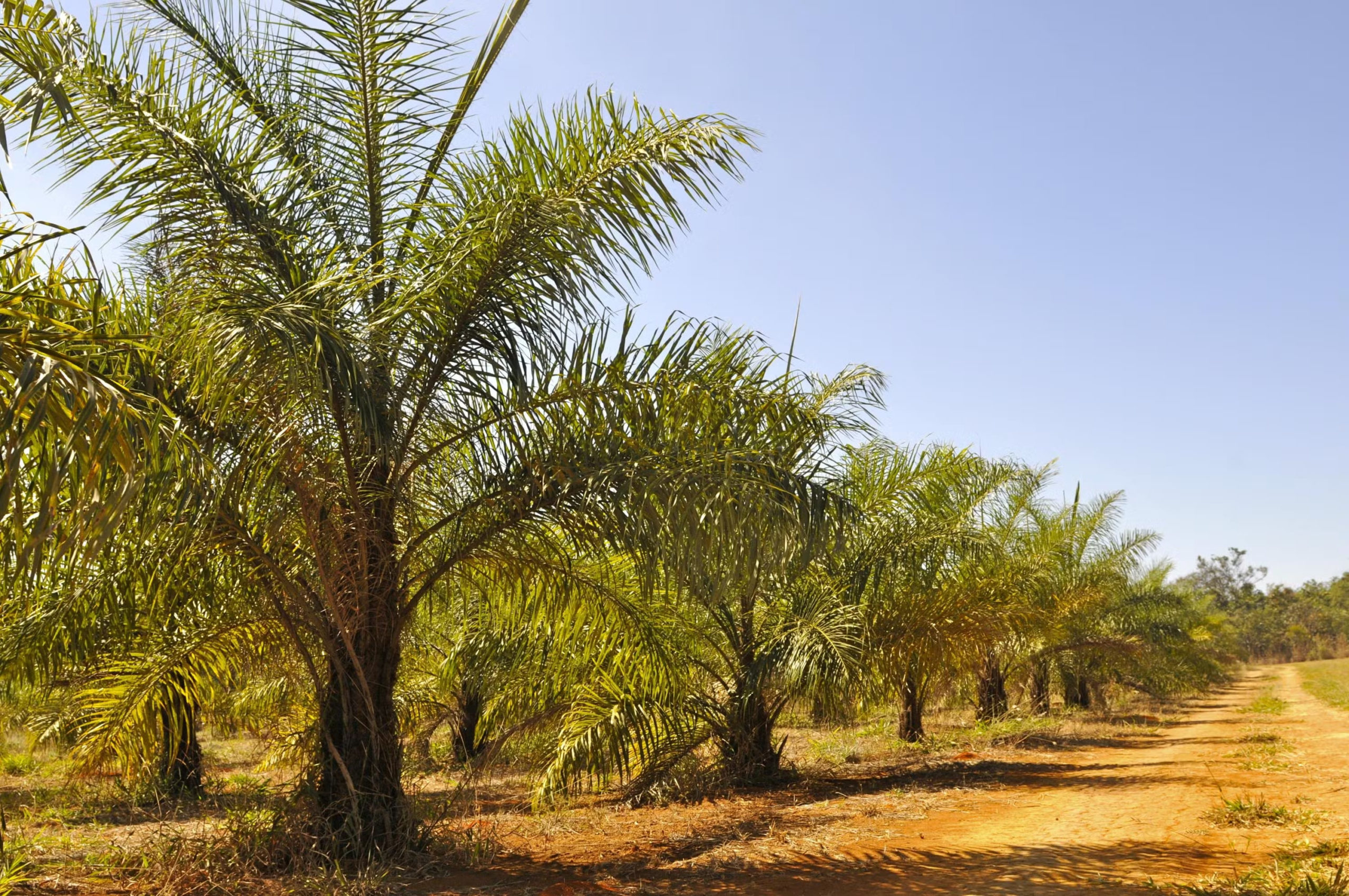 Governo federal assina portaria que permite a celebração de contratos pelas nova regras do Selo Biocombustível Social. Na imagem: Macaúba mantida pela Embrapa Cerrados em seu banco ativo de germoplasma com mais de 105 cultivares da espécie (Foto: Zineb Benchekchou/Embrapa)