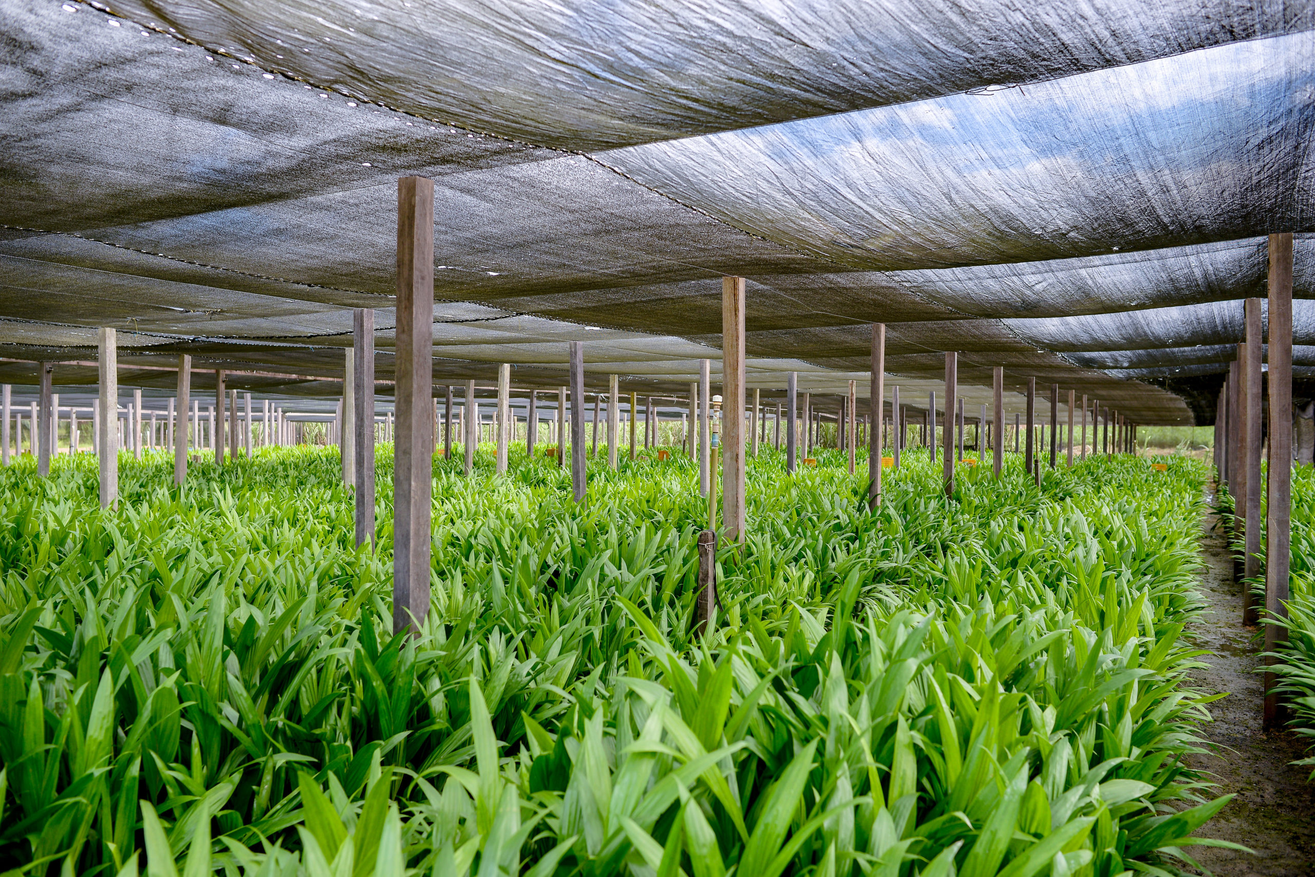 Cultivo da palma, cujo óleo será matéria-prima para os biocombustíveis da BBF (Foto Camila Batista/Divulgação)