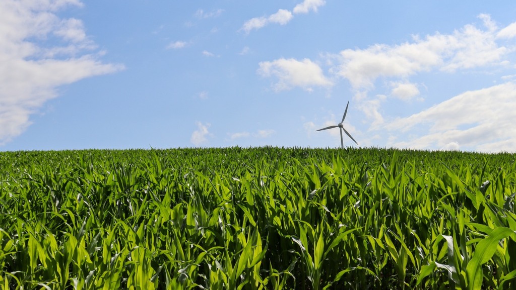 Entre os projetos em estudo pela Begreen no Rio Grande do Sul está o fornecimento de fertilizantes a partir da amônia verde para o cultivo de milho (Foto Angela/Pixabay)