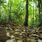 Vegetação nativa do Cerrado (Foto Pedro Ventura/Agência Brasília)