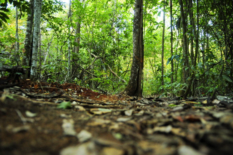 Vegetação nativa do Cerrado (Foto Pedro Ventura/Agência Brasília)