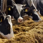 Auditoria do TCU identifica baixa eficiência e coordenação em políticas para o clima no setor agrícola. Na imagem: Gado nas cores branco e preto se alimentando de silagem (Foto Divulgação)