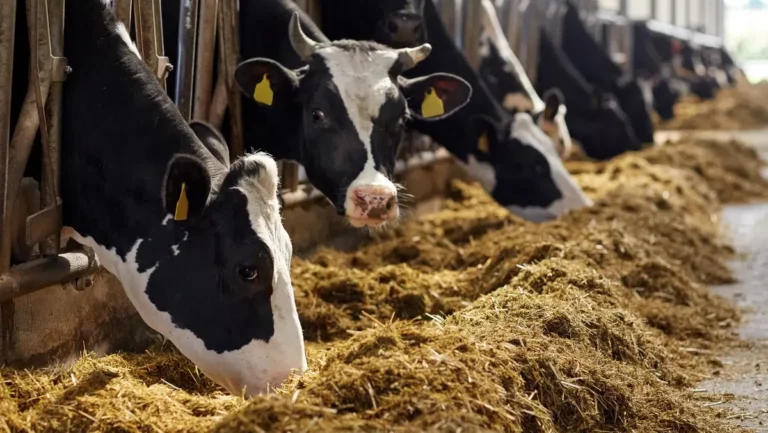 Auditoria do TCU identifica baixa eficiência e coordenação em políticas para o clima no setor agrícola. Na imagem: Gado nas cores branco e preto se alimentando de silagem (Foto Divulgação)