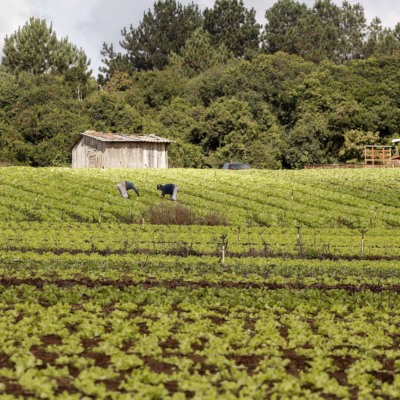 Plantação de hortaliças na colônia Muricy, em São José dos Pinhais, cultivada por agricultor familiar (Foto Arnaldo Alves/ANPr)