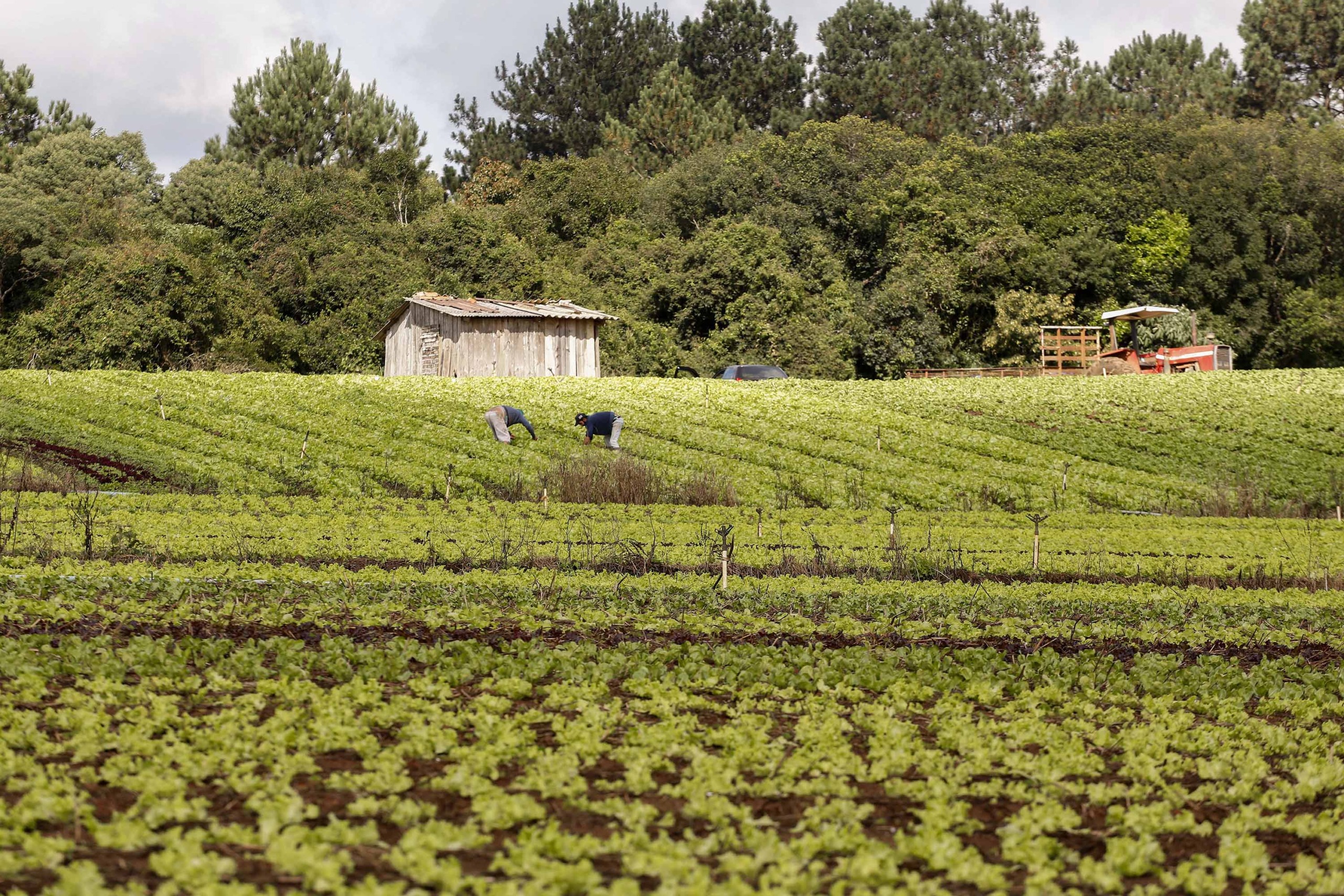 Plantação de hortaliças na colônia Muricy, em São José dos Pinhais, cultivada por agricultor familiar (Foto Arnaldo Alves/ANPr)