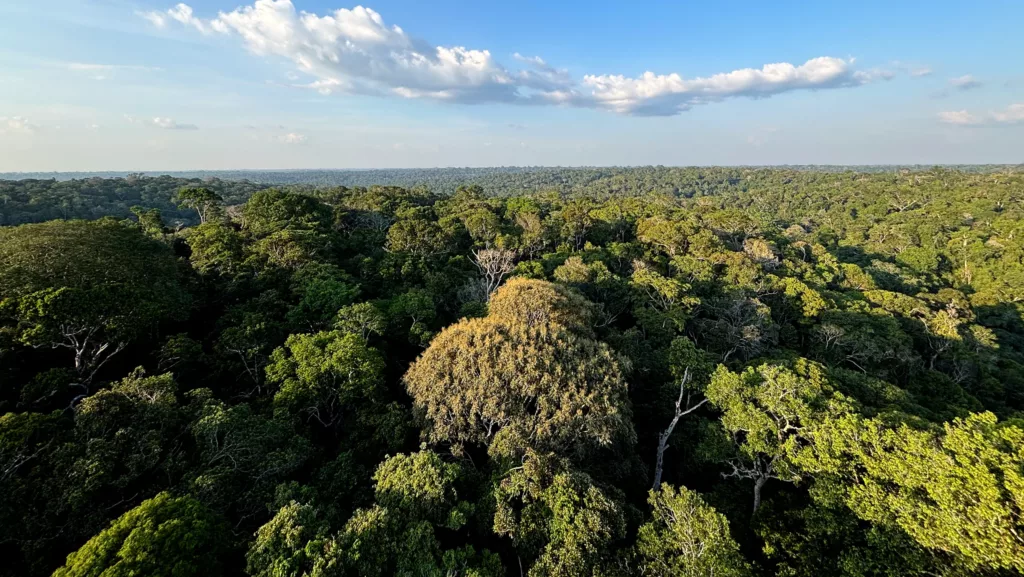 Reserva florestal Adolpho Ducke, do Instituto Nacional de Pesquisa da Amazônia — INPA (Foto Tânia Rêgo/Agência Brasil)