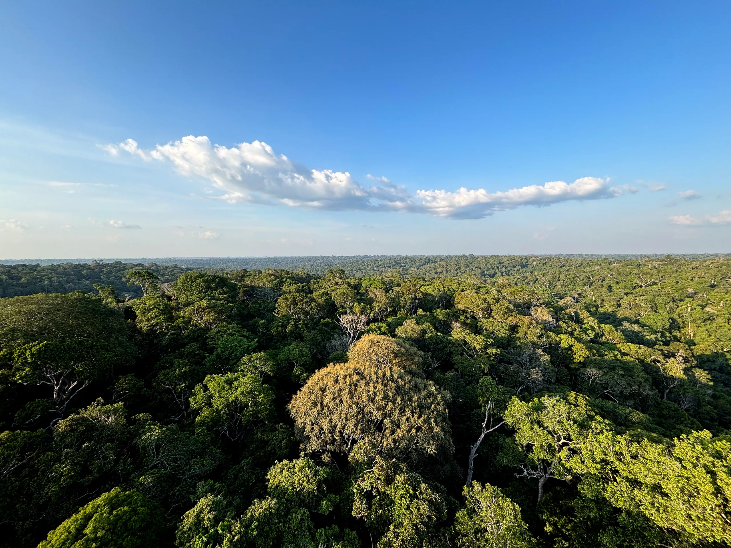 Reserva florestal Adolpho Ducke, do Instituto Nacional de Pesquisa da  Amazônia (INPA) | Foto: Tânia Rêgo/Agência Brasil