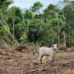 ZEG Florestal iniciou suas atividades em Roraima, sendo o primeiro projeto REDD+ do estado | Foto: Divulgação/ZEG