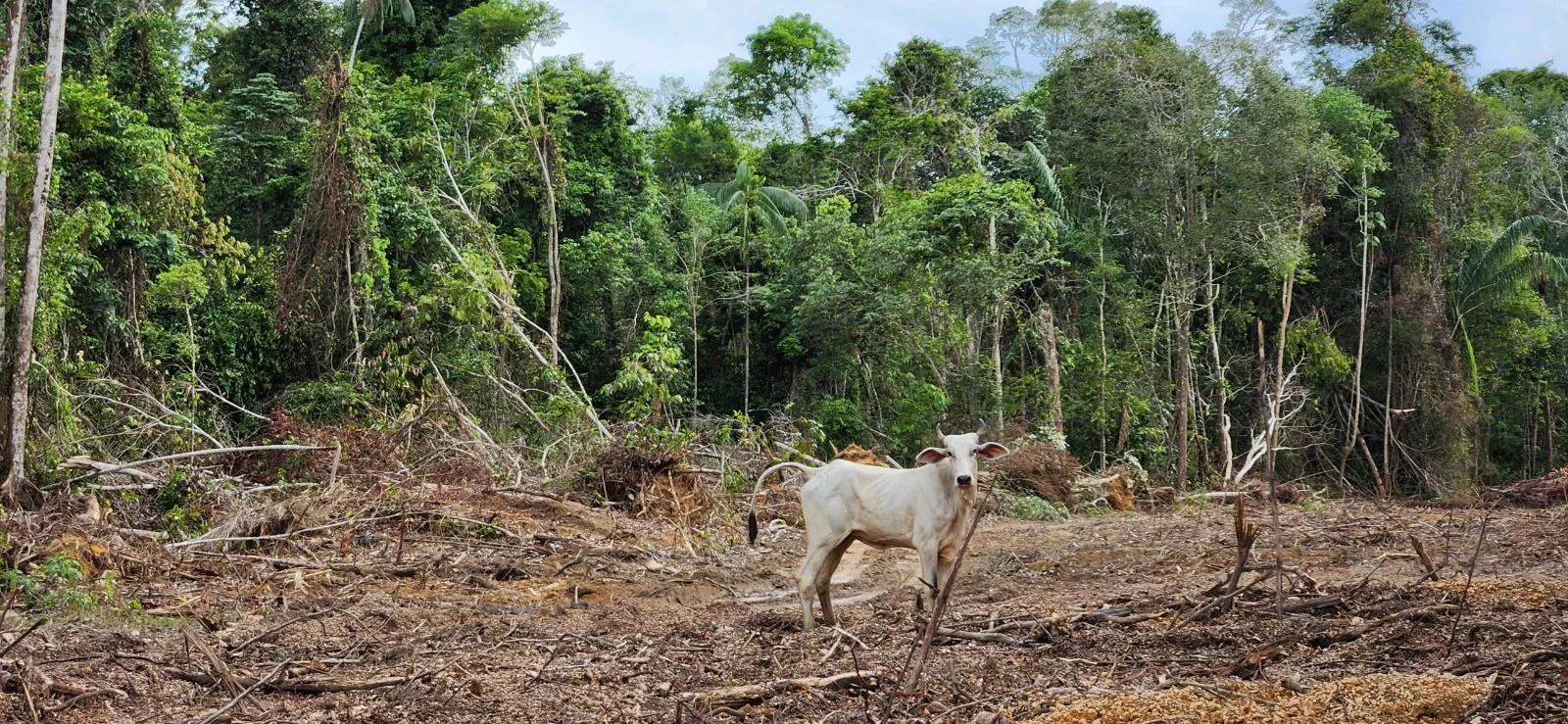 ZEG Florestal iniciou suas atividades em Roraima, sendo o primeiro projeto REDD+ do estado | Foto: Divulgação/ZEG