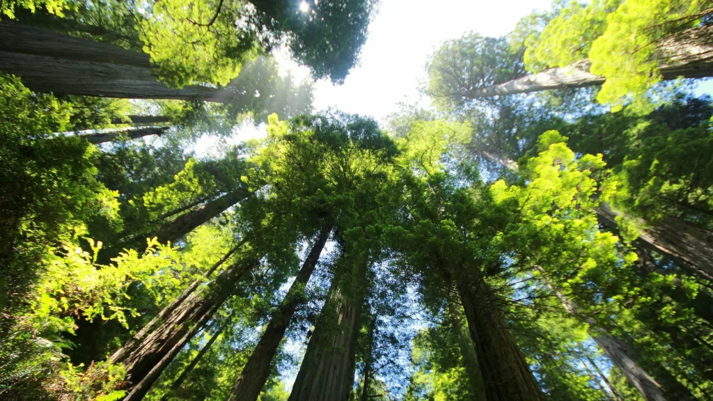 Floresta de sequoias fotografada de baixo para cima (Foto:Simi Luft/Pixabay)