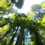 Floresta de sequoias fotografada de baixo para cima (Foto:Simi Luft/Pixabay)