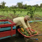 Agricultor familiar trabalha em lavoura (Foto Rhuan Luz/Sepror Amazonas)