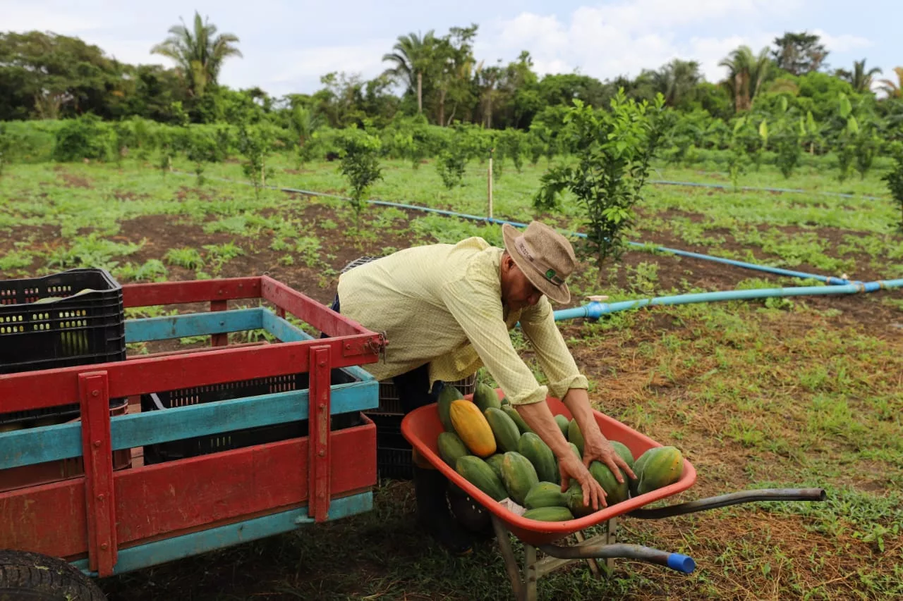 Agricultor familiar trabalha em lavoura (Foto Rhuan Luz/Sepror Amazonas)