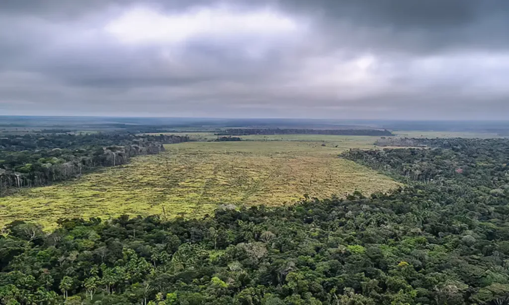 Área de desmatamento na floresta amazônica (Foto Divulgação Polícia Federal)