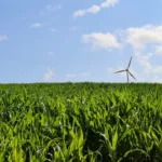 Cultivo de milho com turbina eólica ao fundo (Foto Angela/Pixabay)