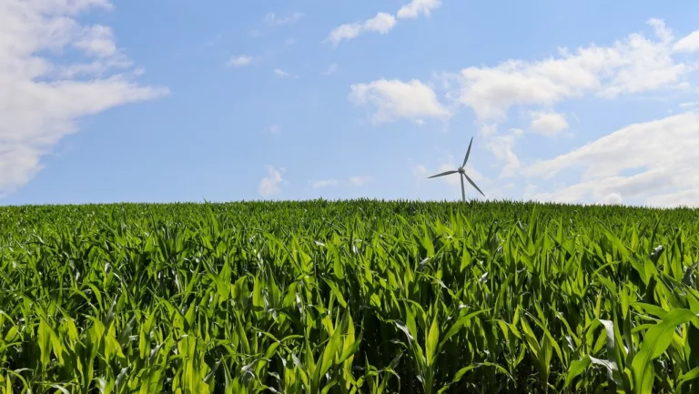 Cultivo de milho com turbina eólica ao fundo (Foto Angela/Pixabay) Cultivo de milho com turbina eólica ao fundo (Foto Angela/Pixabay)