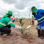 Acelen Renováveis plantará 800 mil mudas em 1.500 hectares na Bahia (Foto: Acelen Renováveis/Divulgação)